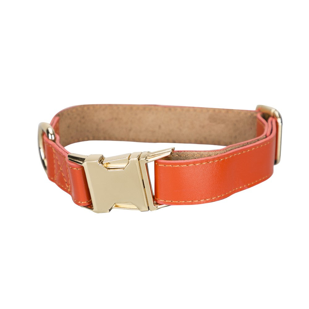 Scooby Geniune Leather Dog Collar