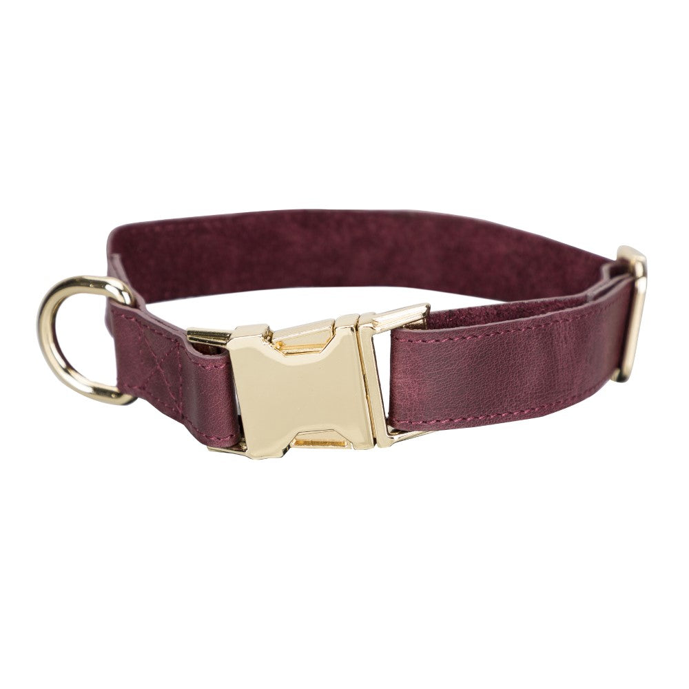 Scooby Geniune Leather Dog Collar