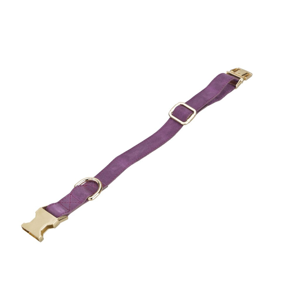 Scooby Geniune Leather Dog Collar