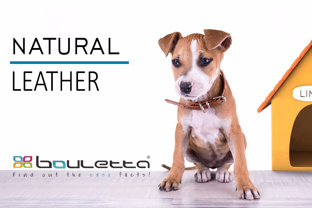 Bouletta Genuine Padded Leather Dog Collars